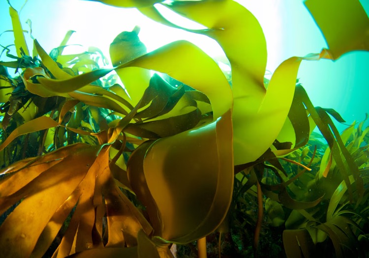 Essity to advance superabsorbents from algae